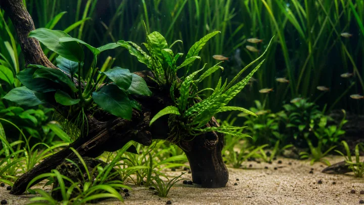 Plantas fáceis