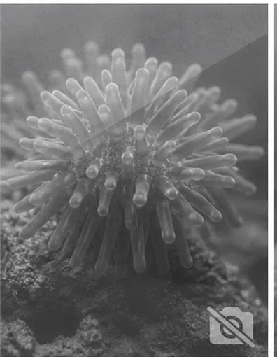 Priapulus caudatus (Priaplus caudatus)