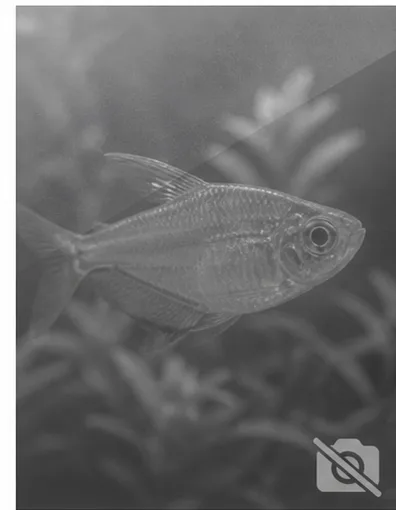 Centropyge acanthops Anjo Africano da África