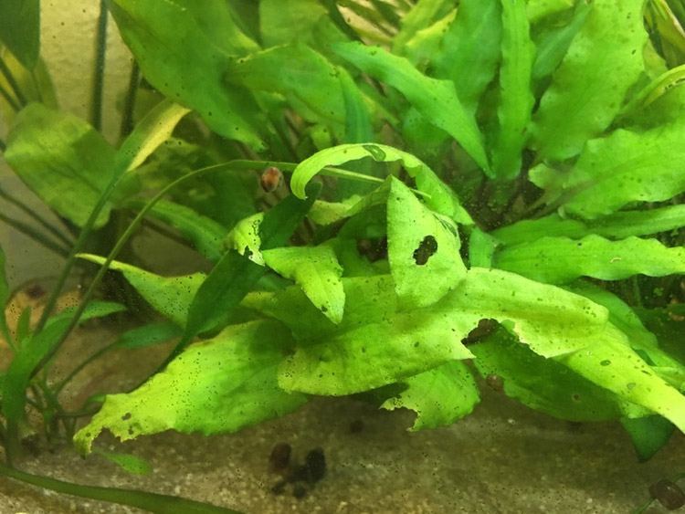 Doença ou podridão de criptocoros - Pequenos orifícios no membro ou ao redor das folhas (como se tivessem sido mordiscados por caracóis ou peixes); Então a planta, ou todo o grupo, se decompõe.