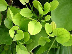 Echinodorus grandiflorus