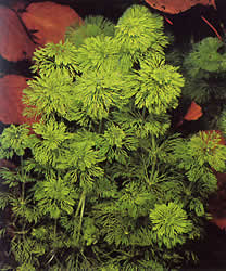 Limnophila sessiliflora