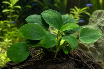 Anubias barteri var. nana