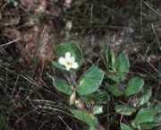 Bacopa rotundifolia 