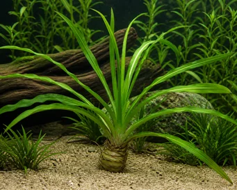 Crinum natans