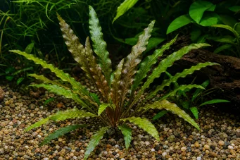 Cryptocoryne undulata
