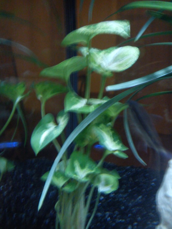 Syngonium