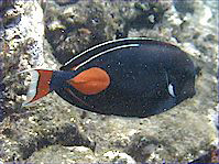 Acanthurus Achilles (Mancha vermelha e cirurgião traseiro)