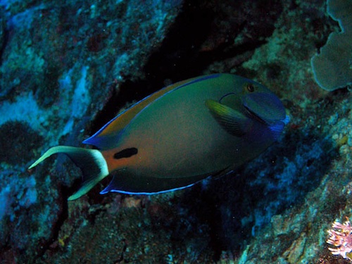 Acanthurus Fowleri (Peixe do cirurgião de Fowler)
