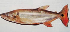 Acestrorhynchus altus (Tetra-chien de cauda vermelha, dente)