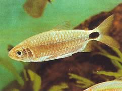 Alestes nurse (Enfermeira alte)