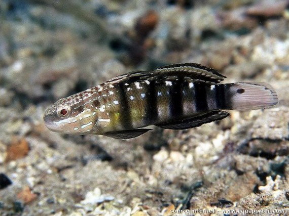 Amblygobius Phalaena Renled Gobie