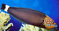 Anampses chrysocephalus (Labre de cauda vermelha)