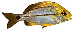 Anisotremus virginicus Carne de porco