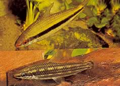 Anostomus taeniatus