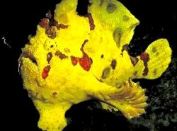 Antennarius maculatus Fish-Rapaud, pescador ou antenas