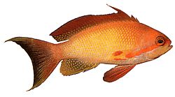 Anthias squamipinnis (Barbeiro vermelho)