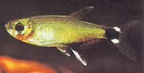 Aphyocharax paraguayensis (Ocel White Tetra, Sun Tetra)