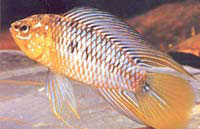 Apistogramma borellii (Apistogma Borellii)