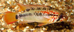 Apistogramma viejita