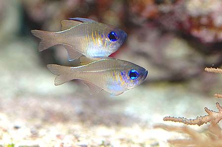 Apogon leptacanthus (Apogon com tiras azuis)