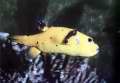 Arothron citrinellus (Amarelo)