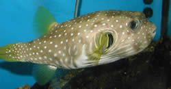 Arothron hispidus (Peixe de balão de mancha azul)