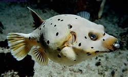 Arothron nigropunctatus (Peixe de balão com manchas pretas)