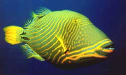 Balistapus undulatus (Ondulado)