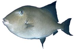 Balistes carolinensis Carne de porco