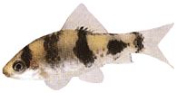 Barbus melanympyx