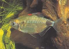 Bathyaethiops breuseghemi (Tetra-moon africano)