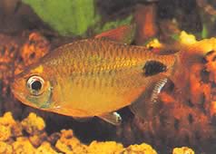 Bathyaethiops caudomaculatus (Tetra-moon africano)