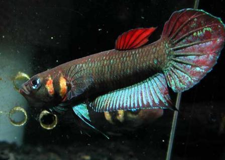 Betta foerschi  (Betta Chameleon)