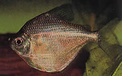 Brachychalcinus orbicularis (Disco de caráter)