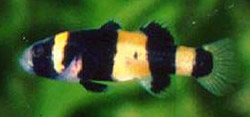 Brachygobius xanthozona Peixe Bourdon
