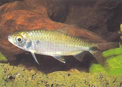 Brycinus affinis Plume Red Brycinus