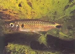 Brycinus macrolepidotus (Tetra com escalas verdadeiras)