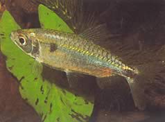 Brycinus schoutedeni (Brycinus com Grand Scales)