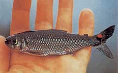 Brycon rubricauda (Brycon com barbatanas vermelhas)