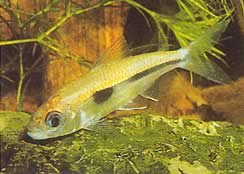 Bryconaethiops boulengeri Ponto de exclamação de Tetra