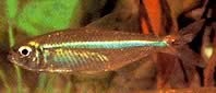 Bryconops affinis (Breyconops cônicos)