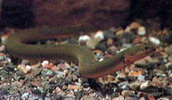 Calamoichthys calabaricus (Cafetão)