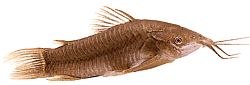 Callichthys callichthys