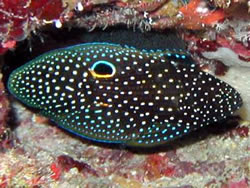 Calloplesiops altivelis (Cometa)