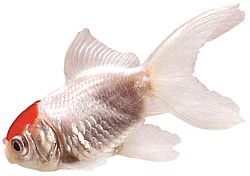 Carassius auratus oranda