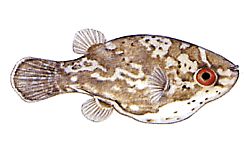 Carinotetraodon somphongsi