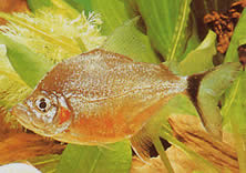 Catoprion mento (Piranha mento, grande cabeça Pacou)