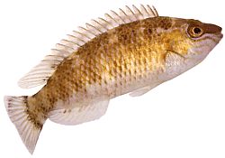 Centrolabrus exoletus Antiquado