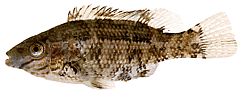 Centrolabus melops Crenilabre comum